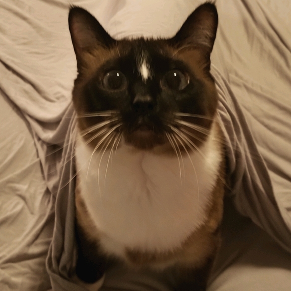 Meet your Posher, Kolette - Picture 2 of 3